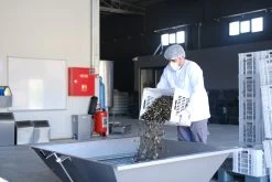 Grillfürst Feinkost - Olivenöl Niz Olive Memecik - Nativ Extra - Mehrfach International Preisgekrönt - 500ml -Geschäft Für Grillzubehör Niz Olive Olivenoel Ernte September